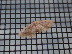 Idaea bonifata
