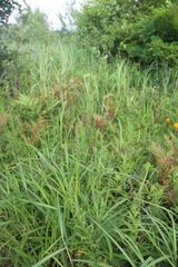 Thalictrum amurense
