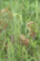 Thalictrum amurense