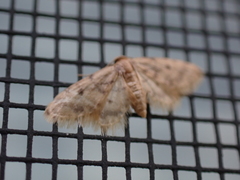 Idaea bonifata