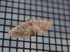 Idaea bonifata