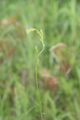 Thalictrum amurense