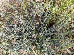 Thamnosma texana