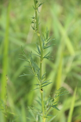 Thalictrum amurense
