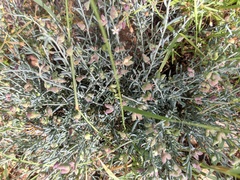 Thamnosma texana