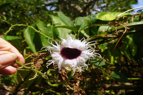 Telfairia occidentalis · iNaturalist