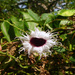 Telfairia occidentalis - Photo (c) International Institute of Tropical Agriculture, alguns direitos reservados (CC BY-NC)