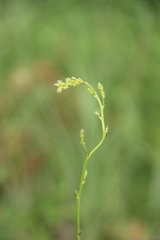 Thalictrum amurense