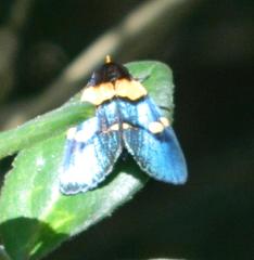 Egybolis vaillantina