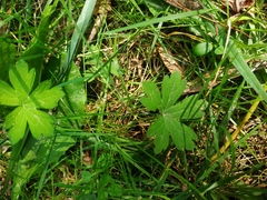 Ranunculus propinquus