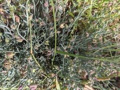 Thamnosma texana