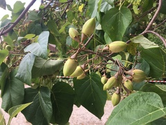 Paulownia tomentosa