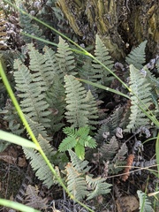 Myriopteris lindheimeri
