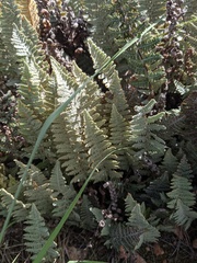 Myriopteris lindheimeri