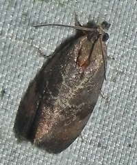 Evora hemidesma