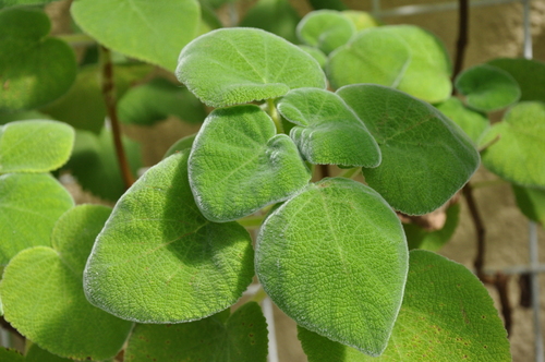 Tetradenia cordata