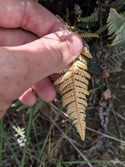 Myriopteris lindheimeri