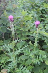 Cirsium maackii