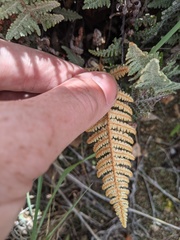 Myriopteris lindheimeri