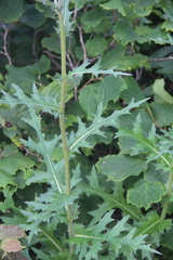 Cirsium maackii