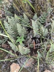 Myriopteris lindheimeri