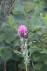 Cirsium maackii