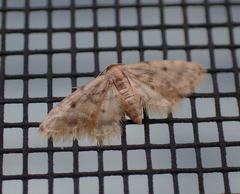 Idaea bonifata