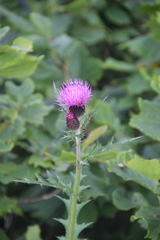 Cirsium maackii