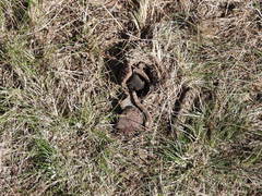 Prosopanche americana