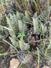 Myriopteris lindheimeri