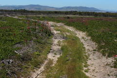 Trianoptiles capensis