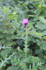Cirsium maackii