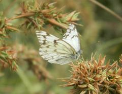 Belenois gidica abyssinica