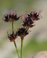Juncus cephalotes