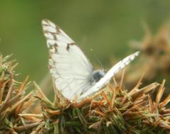 Belenois gidica abyssinica