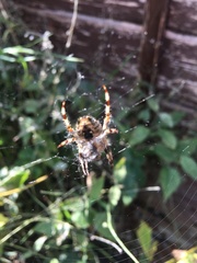 Araneus diadematus