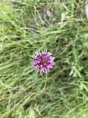 Trifolium wormskioldii