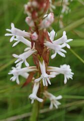 Satyrium macrophyllum