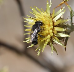 Megachile canariensis