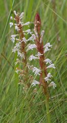 Satyrium macrophyllum