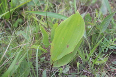 Convallaria keiskei