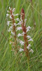 Satyrium macrophyllum