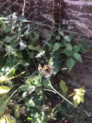 Araneus diadematus