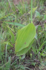 Convallaria keiskei