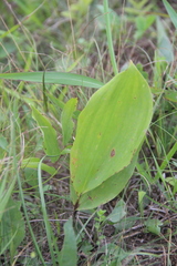 Convallaria keiskei
