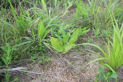 Convallaria keiskei