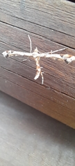 Platyptilia calodactyla
