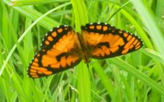 Byblia anvatara acheloia