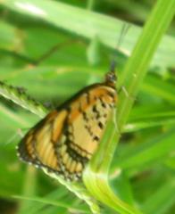 Byblia anvatara acheloia