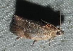 Evora hemidesma